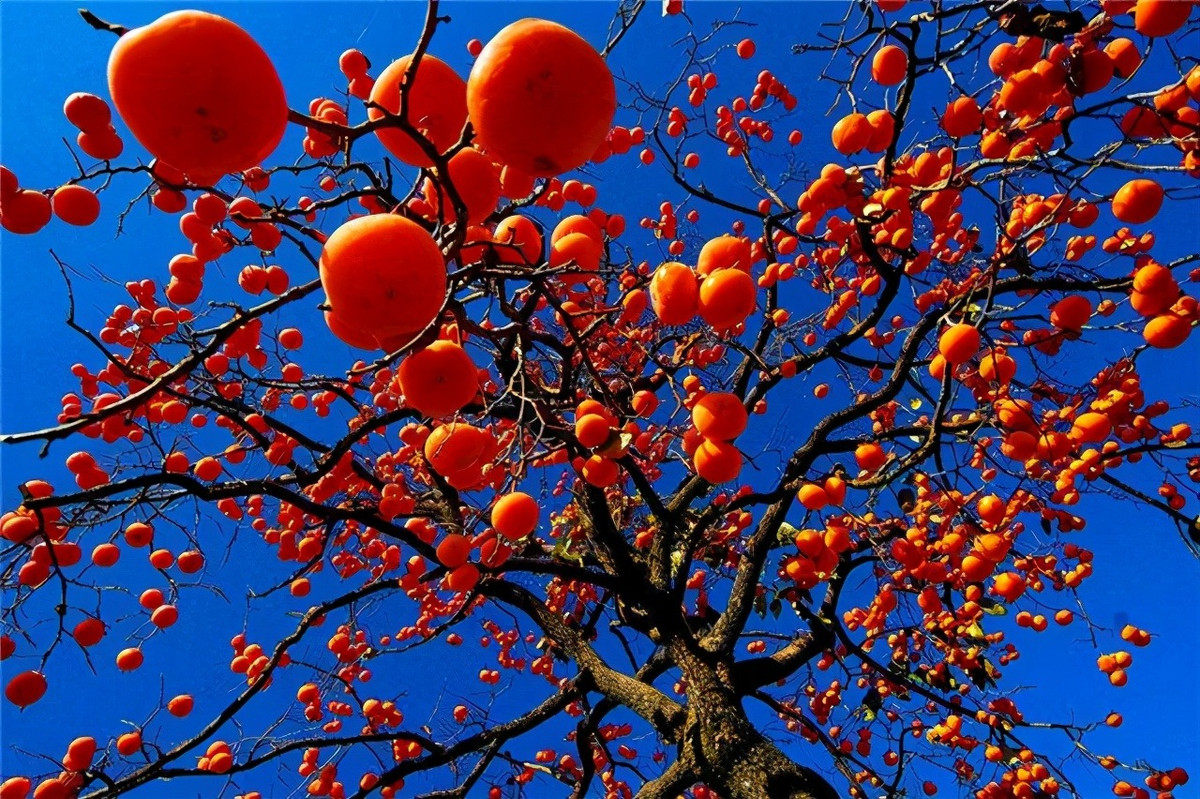 Không chỉ vậy, hồng còn là vị thuốc quý trong Đông y. Quả hồng có tác dụng thanh nhiệt, giải độc, nhuận phổi, giảm ho, giảm sưng tất, bổ tỳ bổ khí, dưỡng dạ dày làm se ruột và cầm máu... Ảnh minh họa Toutiao 