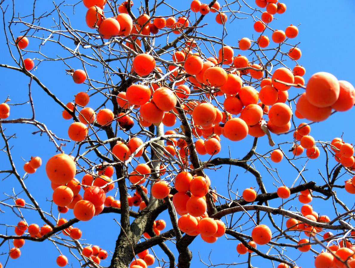  3. Người xưa dặn, trồng hồng trong sân, tốt lành đến nhà: Cây hồng cũng là loài cây tốt lành được người xưa coi trọng. Hồng mang lại vẻ đẹp 4 mùa trong sân vườn nhà bạn. Mùa xuân lá xanh tươi tắn giàu sức sống. Khi giao mùa xuân hè, những cây hồng nở rộ, trắng như tuyết, tỏa hương thơm nhẹ khiến lòng người cảm thấy thư thái, vui vẻ. Ảnh minh họa Toutiao 