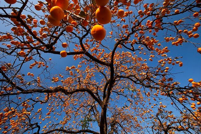 Trên đây là 3 "cây vàng" mà người xưa khuyên trồng trong sân vườn. Những trái vàng lúc lỉu của 3 loài cây này tượng trưng cho mùa màng bội thu, tài lộc rực rỡ. Chúng vừa mang lại cảnh đẹp, bóng mát cho sân vườn nhà bạn, vừa tặng bạn những trái ngon ngọt, bổ dưỡng.