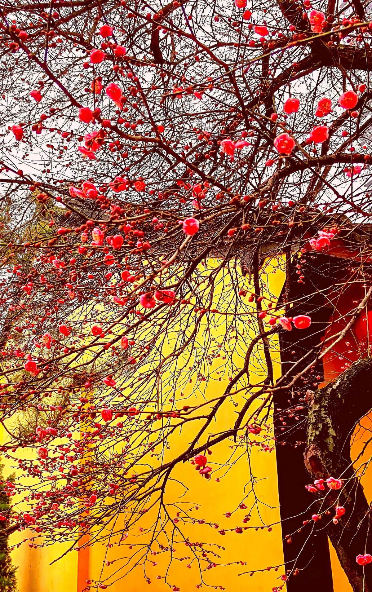  Cây cảnh này được gọi là mai, mơ, mơ ta, mơ Đông Á (tên khoa học là Prunus mume). Đây là một loài thuộc chi Mận mơ (Prunus) có nguồn gốc châu Á thuộc họ Hoa hồng (Rosaceae). Hoa mơ mai có loại bạch mai và hồng mai, có cánh đơn và cánh kép. Ảnh minh họa Toutiao