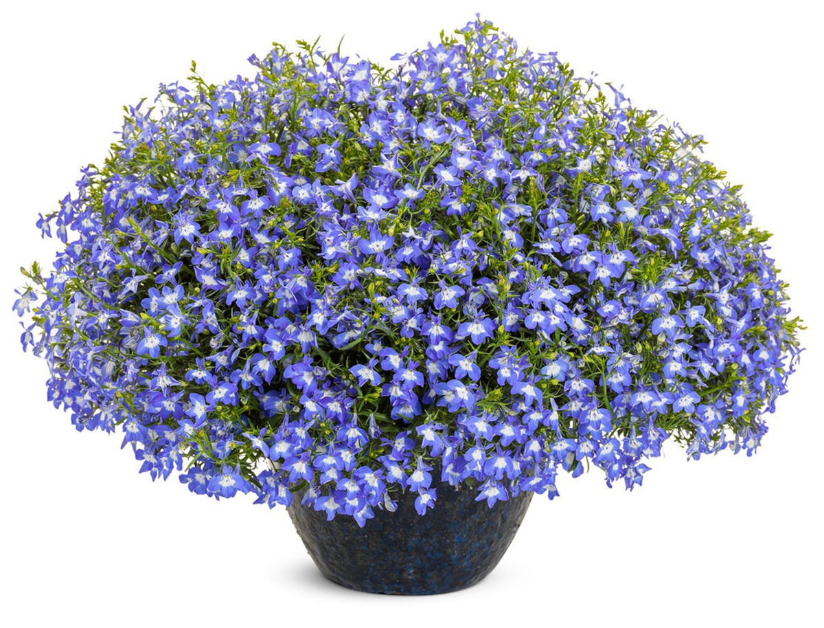  Luôn dành tình cảm thắm thiết nhất dành cho những người mà họ yêu thương. Hoa điệp thúy có nhiều màu sắc khác nhau. Mỗi màu sắc của hoa lại ẩn chứa những thông điệp riêng như: Hồng, trắng, tím, xanh. 