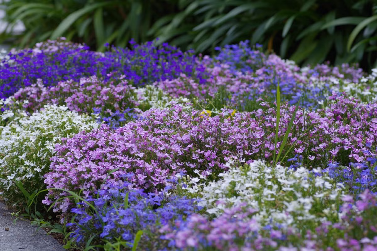  Dù có nhiều màu hoa nhưng thúy điệp nổi tiếng nhất vẫn là màu hoa xanh da trời thực sự độc đáo và nổi bật. Hoa nhỏ nhưng nở nhiều, giúp cho cây cảnh phủ một màu xanh bắt mắt, mỗi khi gió thổi qua xôn xao tựa như ngàn chú bướm đang bay lên. 