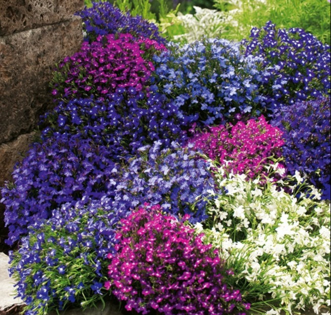 Phần lá của hoa thường mọc dạng đối xứng, dạng đơn, lá nhỏ hơn sẽ mọc xung quanh và nhọn ở phần đầu. Phiến lá khá nhỏ, nhẵn, màu xanh mát mắt. Phần mép lá dạng nhẵn, không xuất hiện răng cưa. Ảnh minh họa gardened