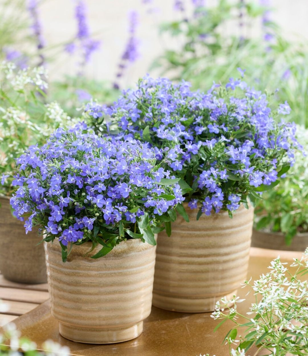 Thúy điệp hay còn gọi là hoa điệp thúy, lỗ bình cảnh, tên tiếng Anh là Lobelia, Annual lobelia, Edging lobelia hoặc Laguna flower, tên khoa học là Lobelia erinus thuộc họ Chuông (Campanulaceae).