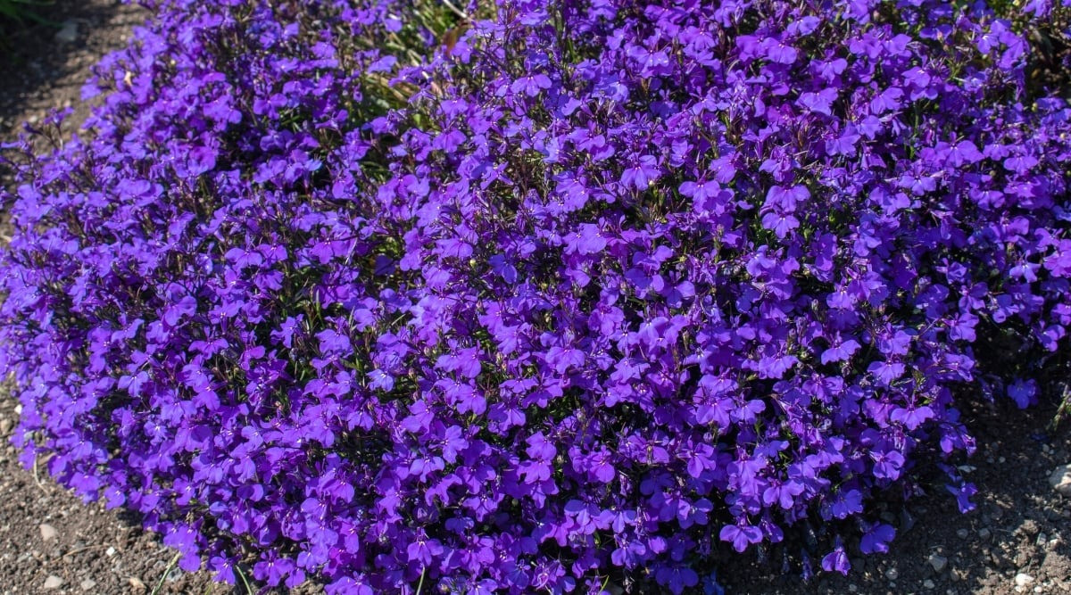 Màu hoa tím thủy chung giống như tình yêu lứa đôi chung thủy, sắt son với người mình yêu thương. Hoa thường được các đôi lứa dành tặng cho nhau để có được những giây phút ngọt ngào, lãng mạn trong tình yêu.