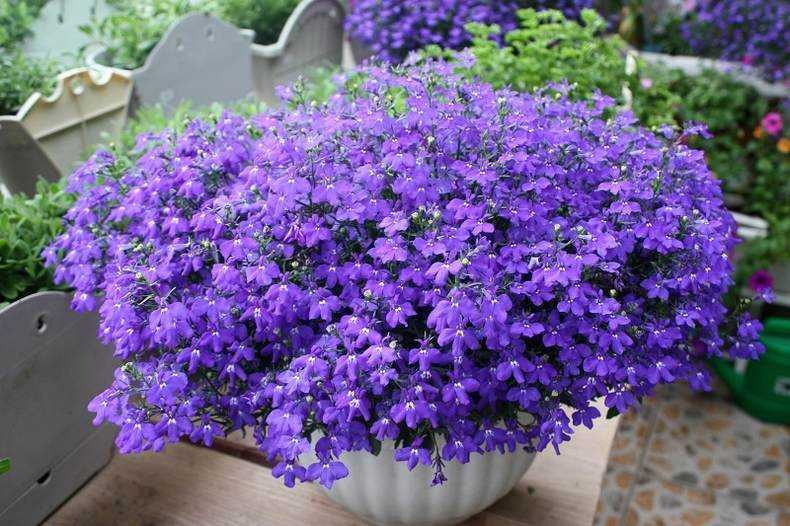 Cây cảnh này có nguồn gốc từ Nam Phi, là loài cây hàng năm hoặc lâu năm. Nó à giống cây thân thảo, thân thường nằm bò rũ mềm. Khi trưởng thành sẽ có chiều cao trung bình trong khoảng từ 15 – 20cm. Thân cây thường khá mềm, rủ xuống phía dưới, tạo thành những cành nhành nhỏ, mảnh. Ảnh minh họa Toutiao