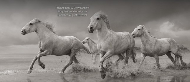 “Chúng đã tạo ra vận may của riêng mình trong vùng đất khó khăn nhưng xinh đẹp này, và đó là điều thu hút tôi đến câu chuyện của chúng”, Doggett nói. Một giống ngựa khác mà Doggett giới thiệu trong cuốn sách của mình là những con ngựa trắng của Camargue. Giống ngựa cổ xưa này là loài bản địa của một vùng đất đầm lầy hẻo lánh ở miền nam nước Pháp, nơi chúng đã lang thang hàng thế kỷ. Ảnh: Drew Doggett.