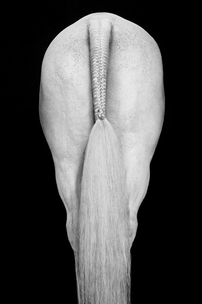 “Cho dù chúng đã được thuần hóa hay chưa, tính hoang dã của chúng không bao giờ thực sự biến mất”, ông nói. “Chúng cũng đại diện cho sức mạnh, sự kiên cường, lòng can đảm, sự bền bỉ - tất cả những phẩm chất khác nhau mà tôi bị cuốn hút và muốn tôn vinh”. Ảnh: Drew Doggett. 