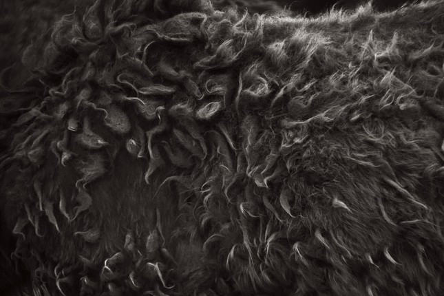 “Chúng đại diện cho một hệ tư tưởng mang tính thần thoại và biểu tượng không thực sự tồn tại ở các loài động vật khác”, ông nói. “Chúng là những biểu tượng được tôn trọng và vinh danh trên toàn thế giới”. Bộ lông của một con ngựa trên đảo Sable. Ảnh: Drew Doggett. 