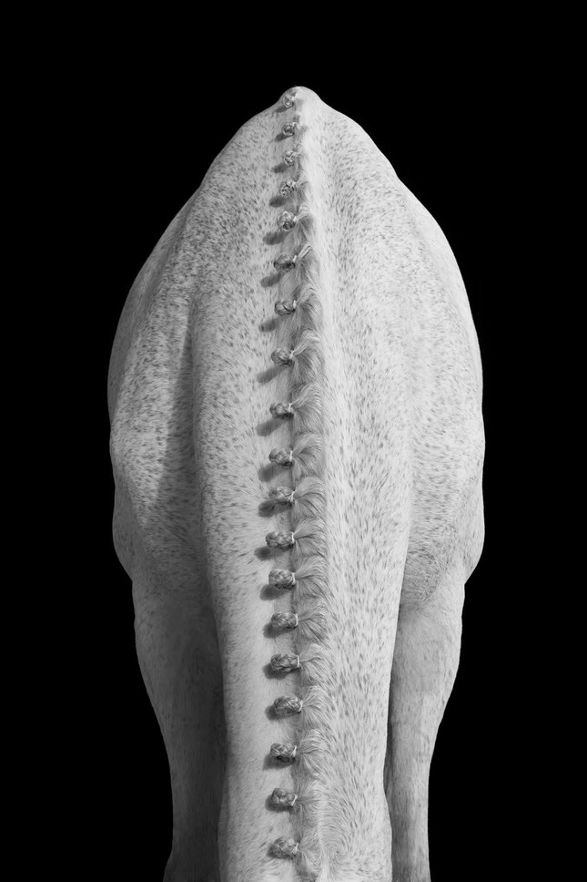 Trong suốt tất cả các buổi chụp ảnh khác nhau của mình, Doggett cảm thấy có một chủ đề chung giữa các con ngựa - một tinh thần hoang dã đã truyền cảm hứng cho tiêu đề cuốn sách của ông. Ảnh: Drew Doggett.