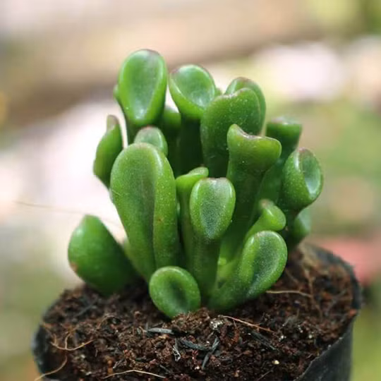  Cây sen đá ống điếu (cây ngậm tiền): Là một loại cây rất nhỏ mọng nước, còn có tên là sen ống điếu, ngoại hình rất xinh xắn dễ thương, xanh tươi tốt, khi mọc thành cụm trông rất quý phái và tràn đầy sức sống, rất lý tưởng cho việc ngắm hoa trong nhà! 