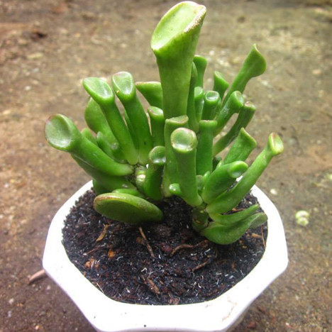  Cây sen đá ống điếu không chỉ có hình dáng dễ thương, đẹp mắt mà còn mang ý nghĩa vô cùng tốt đẹp bởi nó tượng trưng cho sự giàu sang, điềm lành, phú quý.