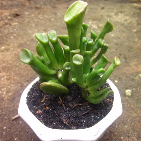  Cây sen đá ống điếu không chỉ có hình dáng dễ thương, đẹp mắt mà còn mang ý nghĩa vô cùng tốt đẹp bởi nó tượng trưng cho sự giàu sang, điềm lành, phú quý.