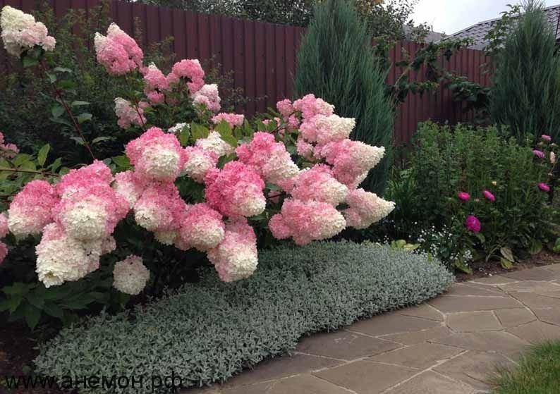  Cẩm tú cầu là loài hoa không xa lạ gì với mọi người. Chúng mang đến sắc màu mùa hè đa dạng, rực rỡ, tô điểm của cảnh quan ngôi nhà của bạn. Ảnh minh họa bigbadmole