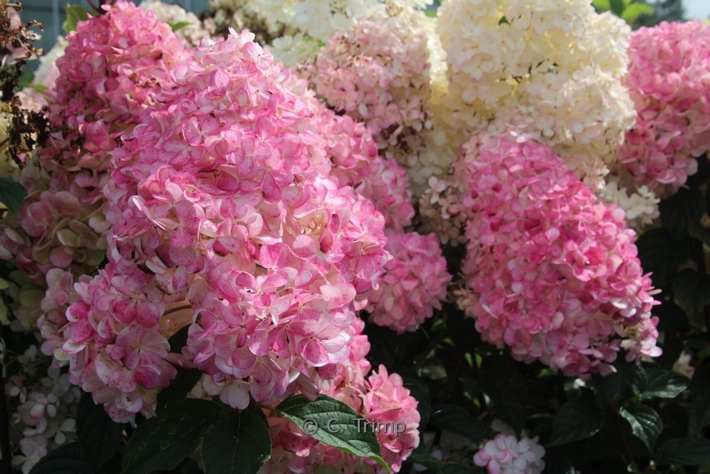  Sự tích của cẩm tú cầu liên quan đến câu chuyện tình yêu bị ngăn trở và khi bị đuổi bắt, cô gái đã lấy thân mình che chở cho người mình yêu, biến thành biển hoa cẩm tú cầu rực rỡ.