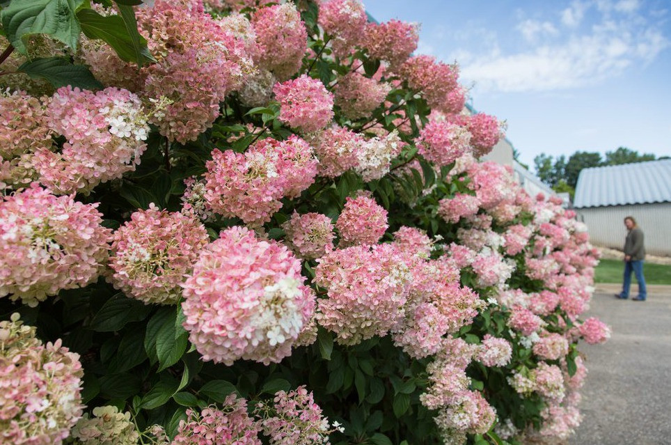  Hoa nở đan xem nên một số cây có cả hoa trắng, hoa hồng, hoa đỏ đan xen nhau vô cùng đẹp mắt. 