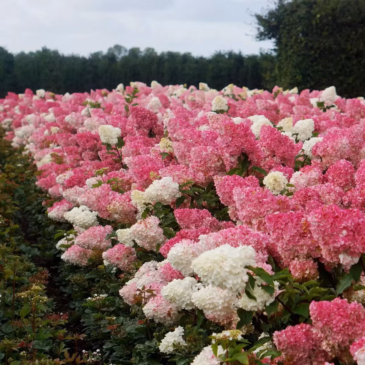 Giống như những cây cảnh cẩm tú cầu khác, cẩm tú cầu dâu vani có ý nghĩa biểu tượng mạnh mẽ và ý nghĩa văn hóa phong phú. Ảnh minh họa cowell