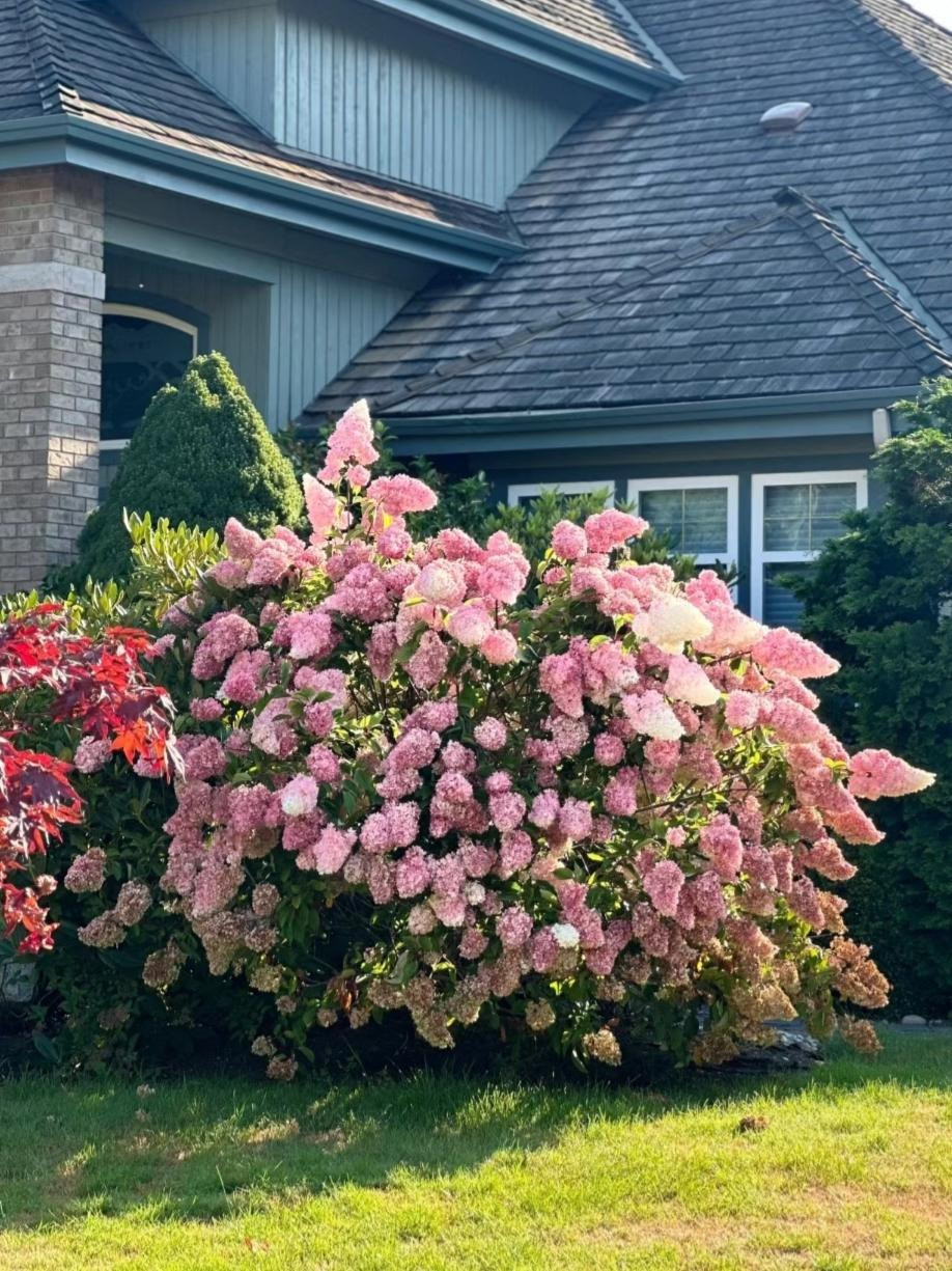 Trước hết, hoa cẩm tú cầu có đường kính hoa lớn, mỗi bông hoa có nhiều cánh, vì vậy, giống như hoa cẩm chướng, chúng được trời phú cho ngôn ngữ loài hoa là “tình yêu, cái đẹp và sự thật”. 