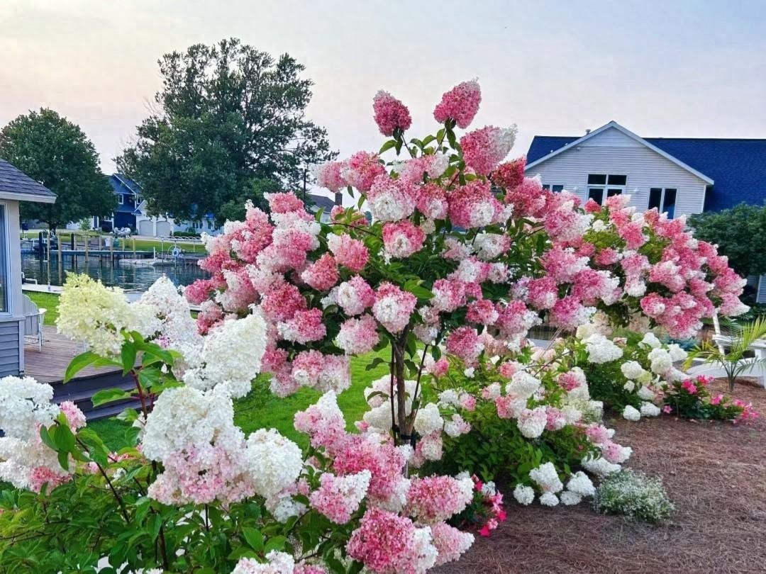 Cây cảnh này có thể phát triển đến độ cao 1-dưới 2m, chiều rộng từ 1-1,2m. Tuy cây cảnh này không nhỏ nhưng so với những bông hoa lớn, nở nhiều, nở xum xuê lại dường như quá nhỏ. Những cành của cẩm tú cầu dâu vani thường trĩu xuống vì gánh sức nặng của những bông hoa. 