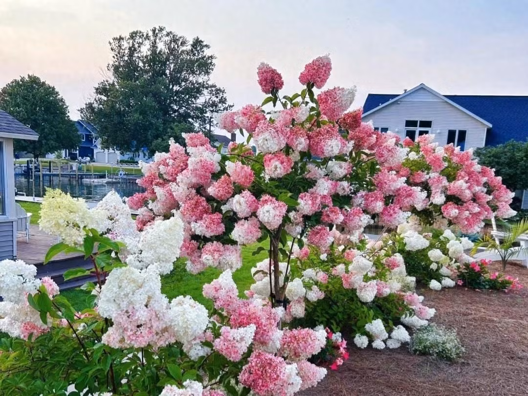 Cây cảnh này có thể phát triển đến độ cao 1-dưới 2m, chiều rộng từ 1-1,2m. Tuy cây cảnh này không nhỏ nhưng so với những bông hoa lớn, nở nhiều, nở xum xuê lại dường như quá nhỏ. Những cành của cẩm tú cầu dâu vani thường trĩu xuống vì gánh sức nặng của những bông hoa. 