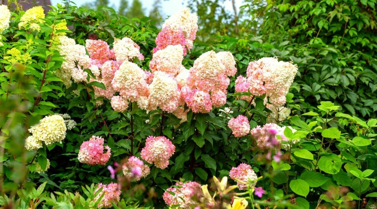 Ở cấp độ cao hơn, hoa cẩm tú cầu được coi là biểu tượng cho “sự chung sống hài hòa giữa con người và thiên nhiên”.