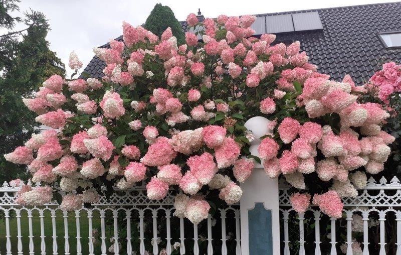 Cẩm tú cầu dâu vani mà một loài cẩm tú cầu nở hoa hình nón (Hydrangea Paniculata). Chúng có tên tiếng Anh là Vanilla Strawberry Hydrangea, tên khoa học là Hydrangea paniculata 'Renhy'. Ảnh minh họa koju