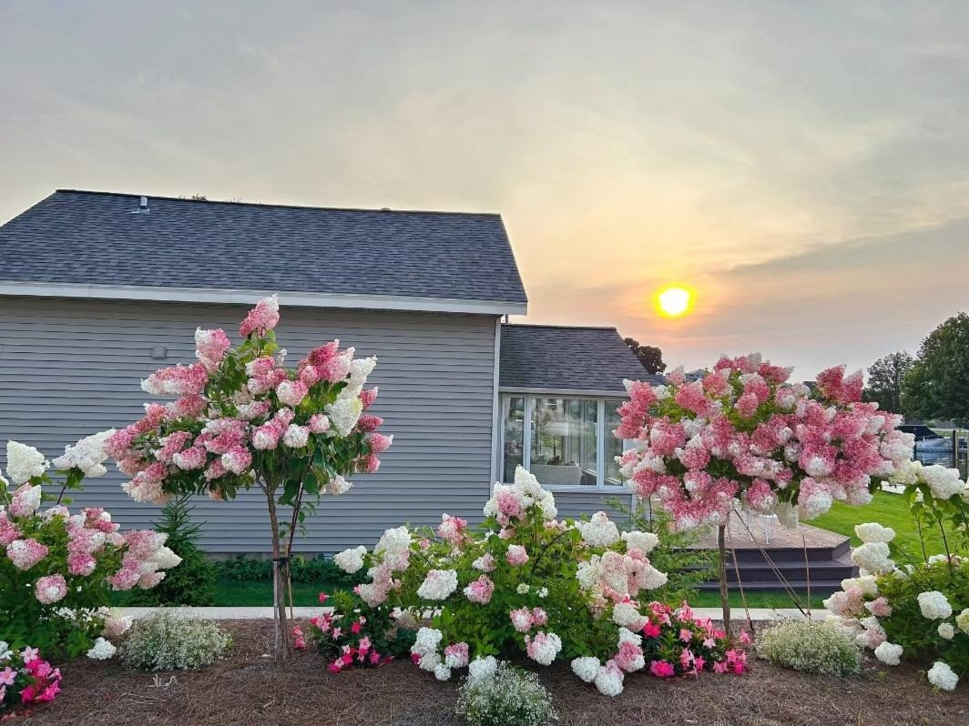  Sự thay đổi màu sắc đó không xảy ra đồng đều trên đầu bông hoa, kết quả thường là một bông hoa có hai màu. Màu hồng dần chuyển sang màu hồng đậm đậm hơn và cuối cùng là màu đỏ dâu đậm rất hấp dẫn. 