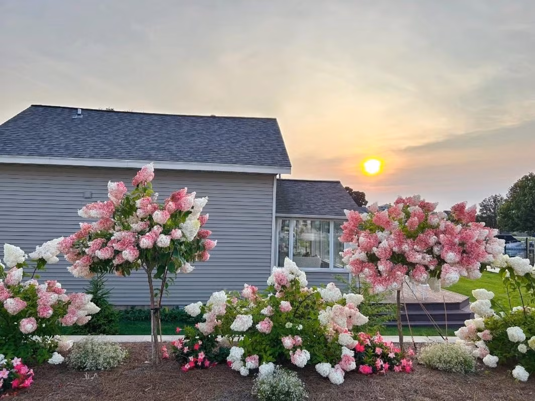  Sự thay đổi màu sắc đó không xảy ra đồng đều trên đầu bông hoa, kết quả thường là một bông hoa có hai màu. Màu hồng dần chuyển sang màu hồng đậm đậm hơn và cuối cùng là màu đỏ dâu đậm rất hấp dẫn. 