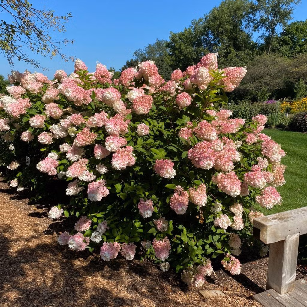 Trong phong thủy, cây cảnh này là biểu tượng của sự tươi mới, thịnh vượng và sung túc. Cẩm tú cầu không chỉ mang cho không gian sự tươi mới, mà còn có mang ý nghĩa phong thủy tốt đẹp. Ảnh minh họa midwest 