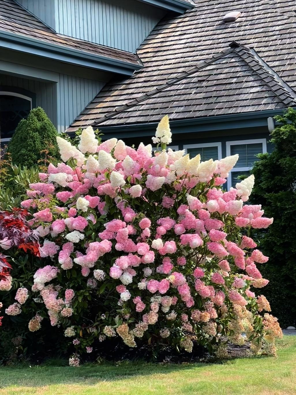 Nở rộ trong tình yêu sâu sắc và đau đớn, màu sắc của những loài hoa này cũng dần biến đổi thành nhiều màu như: Màu đỏ của sự mãnh liệt, màu xanh hy vọng, màu tím đại diện lòng thuỷ chung... Ảnh minh họa Toutiao