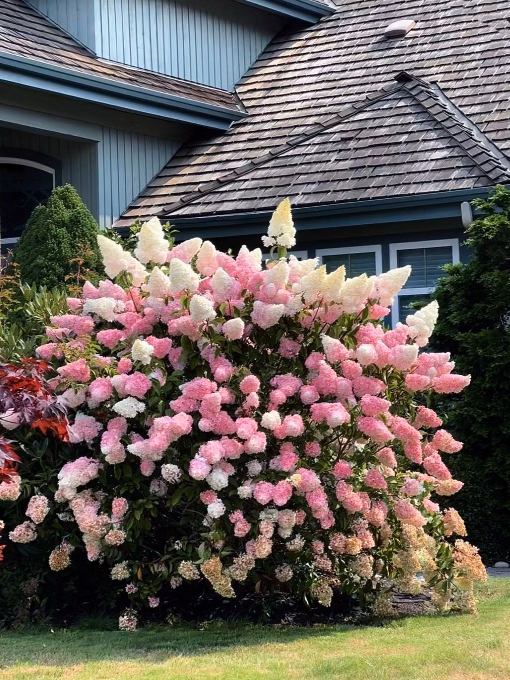 Nở rộ trong tình yêu sâu sắc và đau đớn, màu sắc của những loài hoa này cũng dần biến đổi thành nhiều màu như: Màu đỏ của sự mãnh liệt, màu xanh hy vọng, màu tím đại diện lòng thuỷ chung... Ảnh minh họa Toutiao