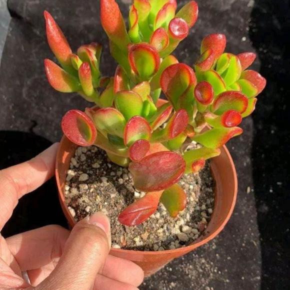 Nhưng đừng tưới quá thường xuyên, tưới thường xuyên dễ dẫn đến thối rễ, nhất là vào mùa hè nắng nóng, chỉ cần bạn thấy đất bị khô thì hãy tưới nước kịp thời nhé!