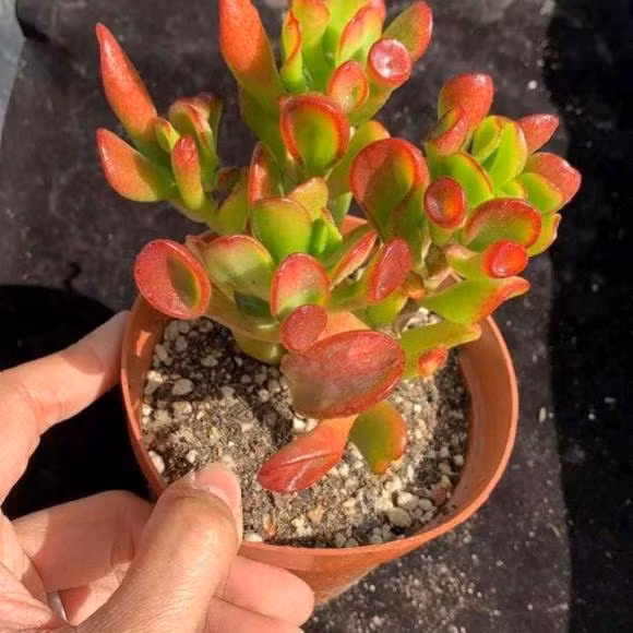 Nhưng đừng tưới quá thường xuyên, tưới thường xuyên dễ dẫn đến thối rễ, nhất là vào mùa hè nắng nóng, chỉ cần bạn thấy đất bị khô thì hãy tưới nước kịp thời nhé!