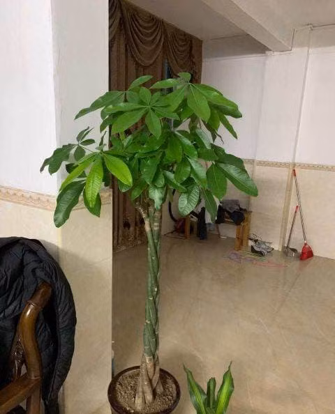 Tưới nước thật kỹ để cây phát triển mạnh mẽ! Khi thay chậu vào mùa xuân, hãy thêm một ít phân bón hợp chất tan chậm vào đất hoa, chúng có thể liên tục phát huy tác dụng từ phân bón và thúc đẩy sự phát triển!