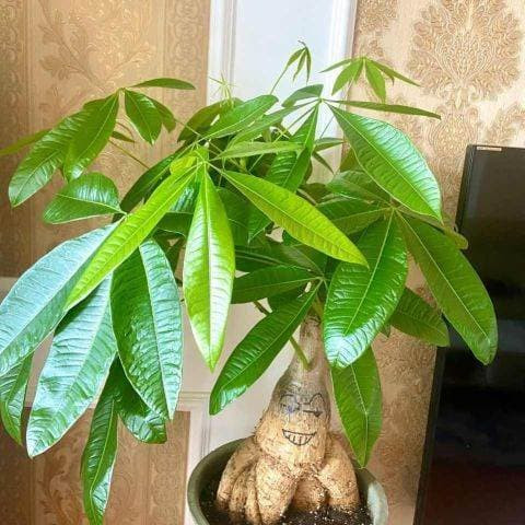 Cách chăm sóc cây phát tài rất đơn giản, không nhất thiết bạn phải đặt cây ở vị trí nắng gắt mà ở nơi sáng sủa, nắng vừa sẽ thích hợp cho sự phát triển của cây hơn, nói chung nên tưới nước từ 7 đến 10 ngày một lần.