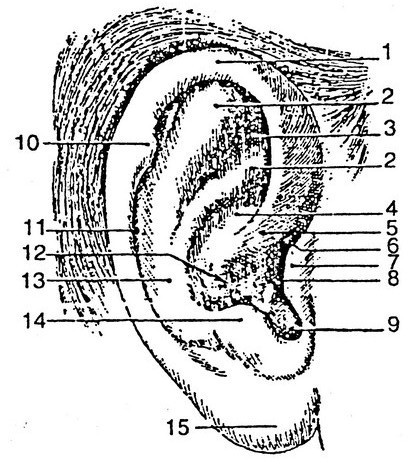 4. Những người có vành tai (1) to rộng, đối luân(2) nổi rõ là người có tính phản bội cao vì thế hôn nhân của họ cũng khó mà như ý.