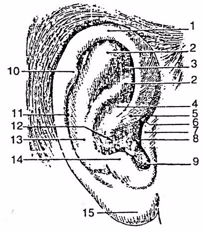 4. Những người có vành tai (1) to rộng, đối luân(2) nổi rõ là người có tính phản bội cao vì thế hôn nhân của họ cũng khó mà như ý.