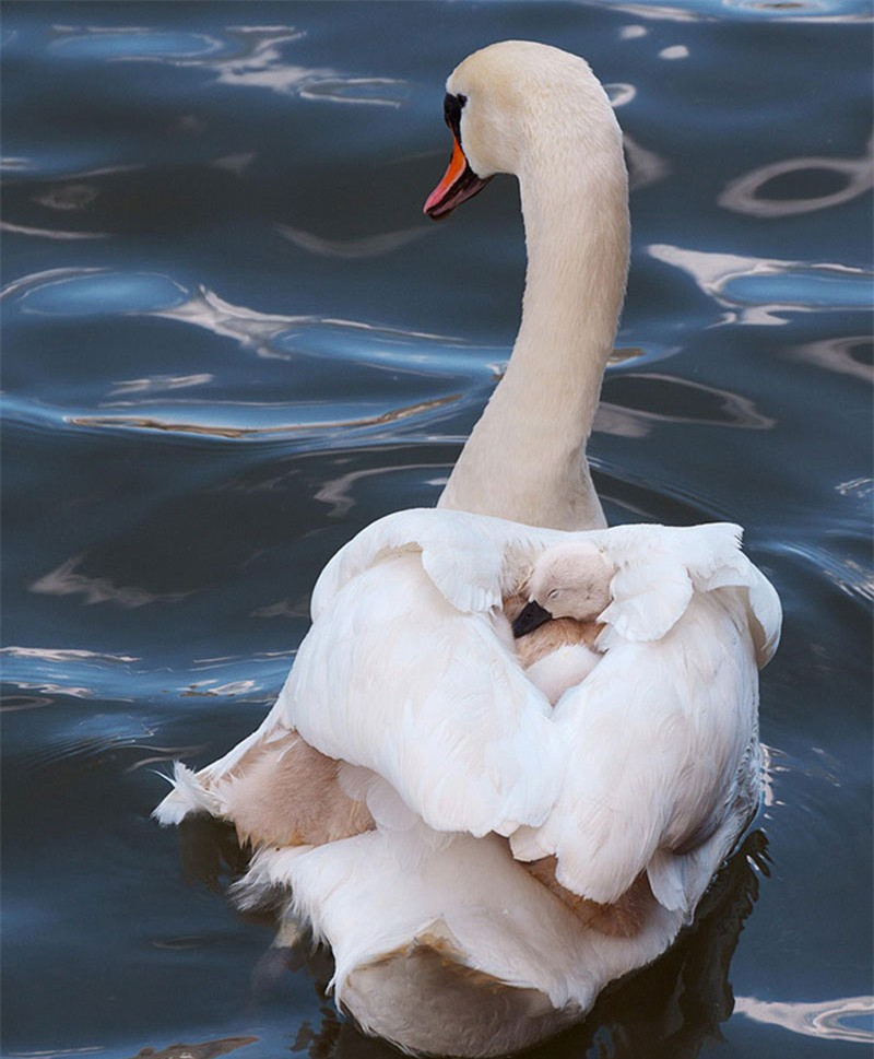 Những chú thiên nga trắng con đang được mẹ ủ ấm trong đôi cánh.