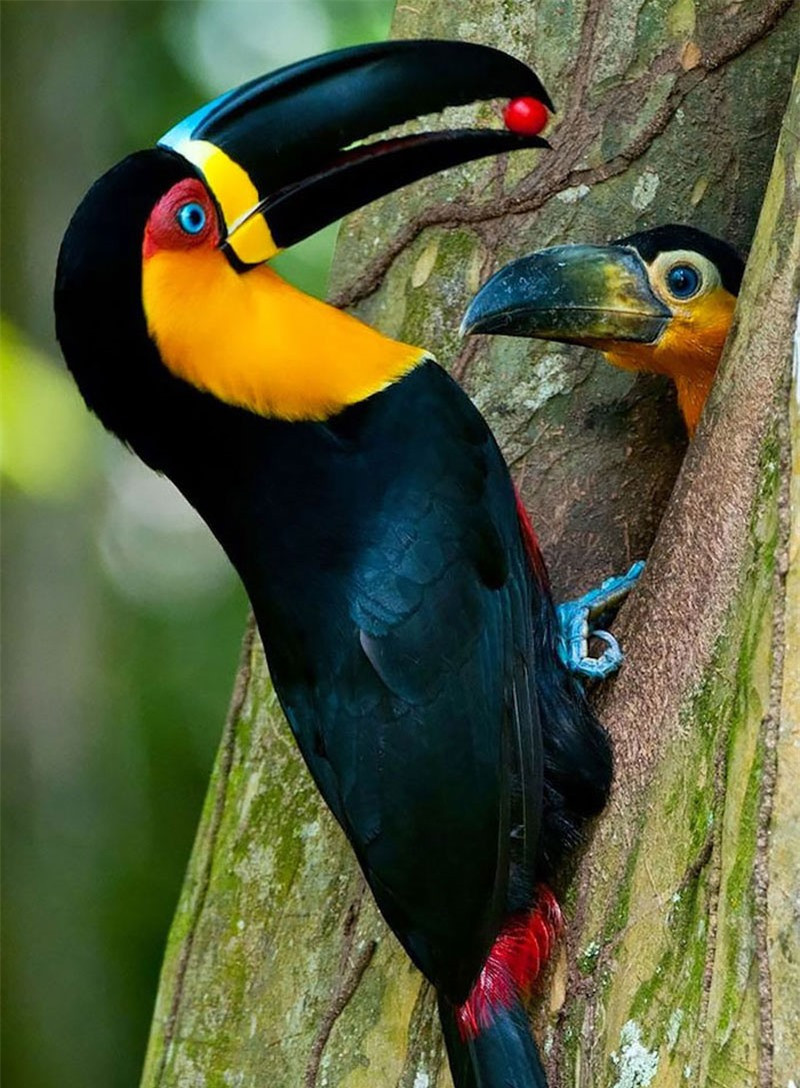 Chim Toucan.