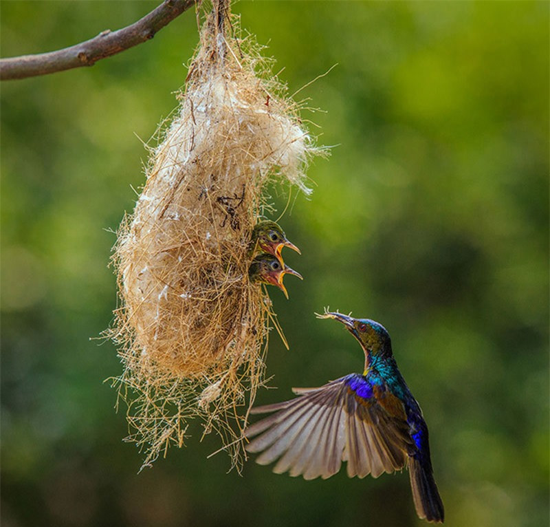 br/> Cách mớm thức ăn cho con non của loài chim ruồi.