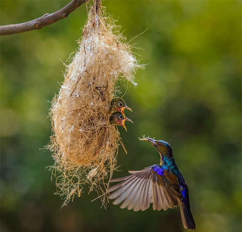br/> Cách mớm thức ăn cho con non của loài chim ruồi.