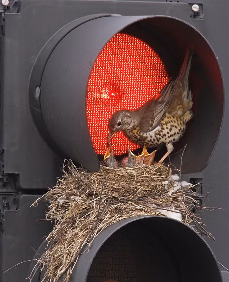 Chim Turdus philomelos chăm con trên cột đèn báo giao thông.