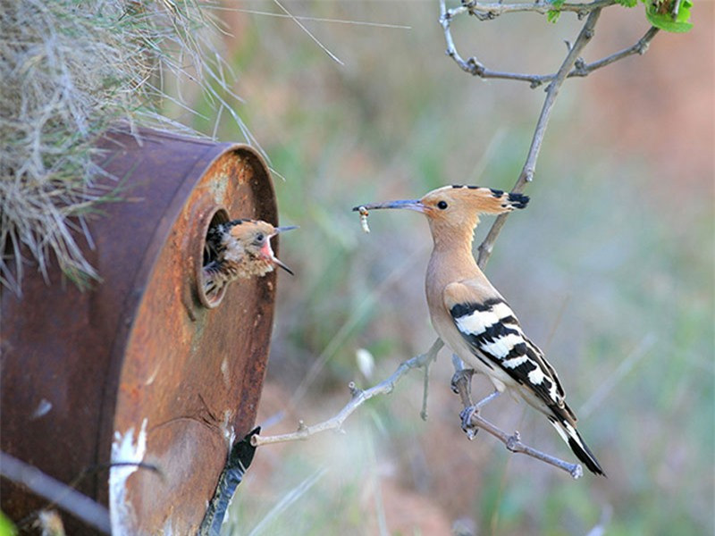 br/> Chim rẽ quạt đút mồi cho con.