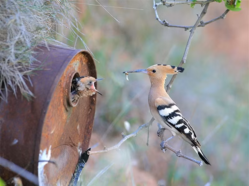 br/> Chim rẽ quạt đút mồi cho con.