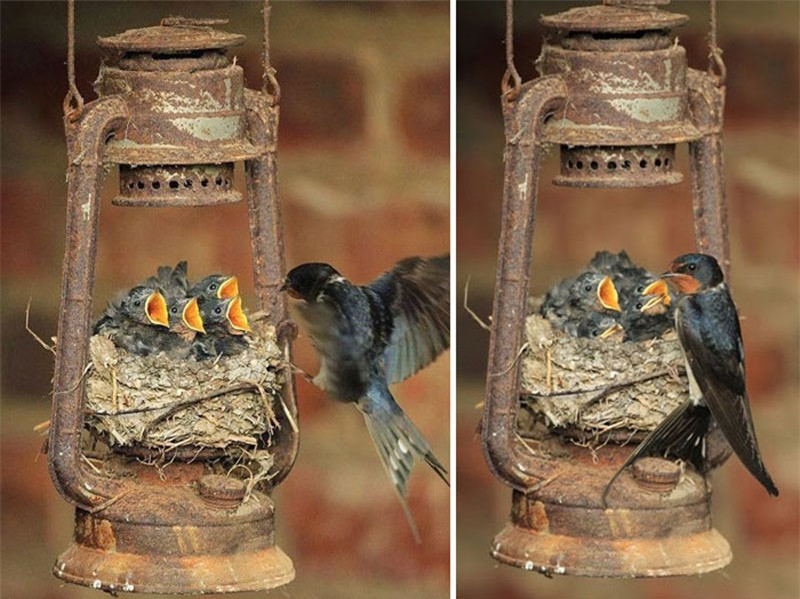 Chim én mẹ chăm con.