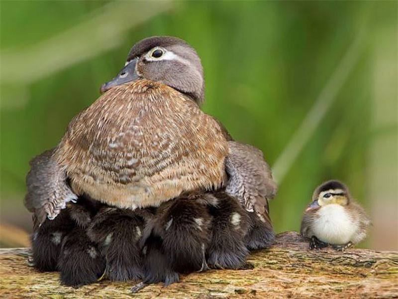 br/> Vịt gỗ ủ ấm cho đàn con.