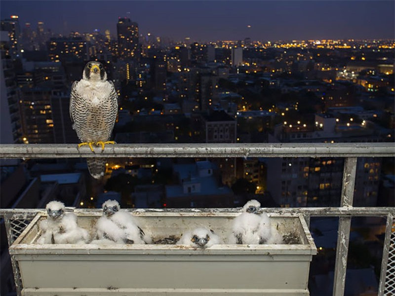 Ổ chim cắt trên ban công.