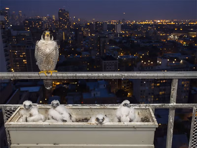 Ổ chim cắt trên ban công.