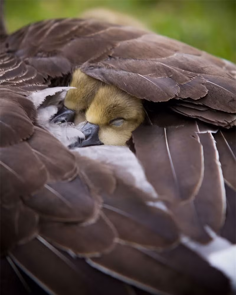 Những chú thiên nga đen con ngủ ngon trong đôi cánh của mẹ.