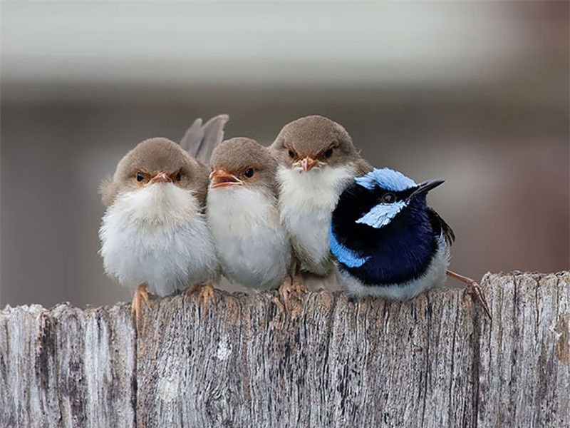 Mẹ con nhà chim Hồng tước tên tắm nắng.